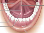 <p>Frenulum</p>