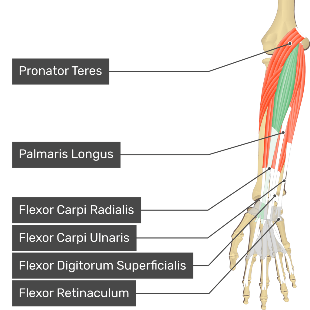 <p>O: Medial epicondyle of humerus</p><p>I: Palmar aponeurosis</p><p>A: flex wrist</p>