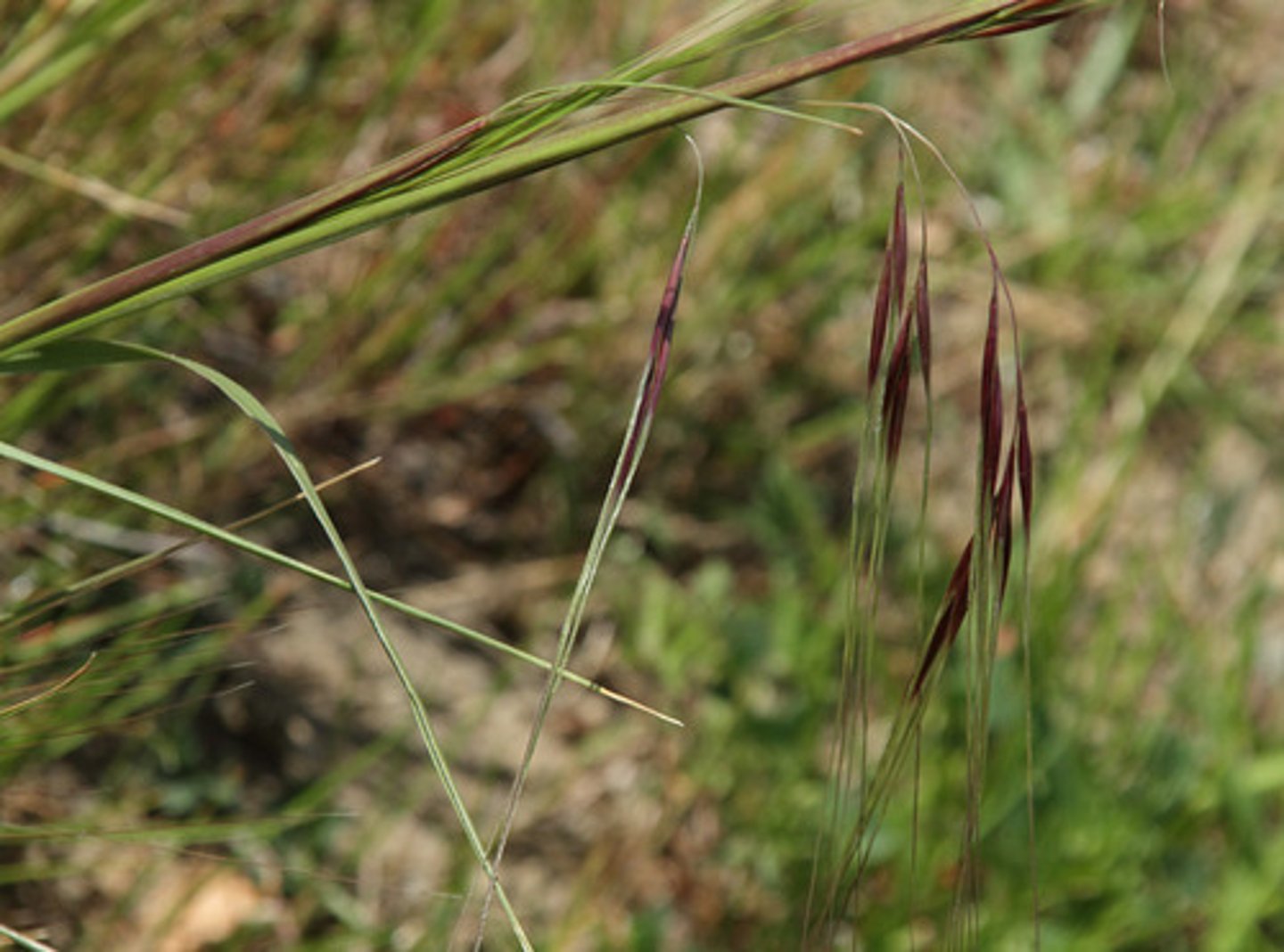 <p>Stipa pulchra (grassland, serpentine rock outcrop)</p><p>Leaves: Narrow, pointed.</p><p>Ecology: California state grass; drought-tolerant.</p>