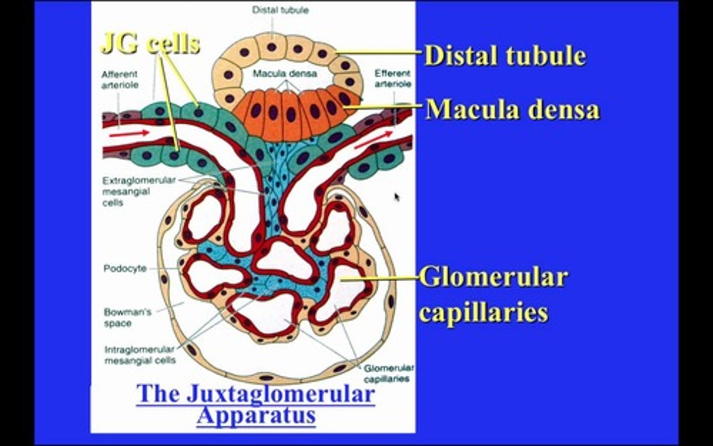 <p>The macula densa cells line the distal convoluted tubule, which is where they are sensing the low Na+ levels.</p><p>The juxtaglomerular cells line the vessel walls of the afferent arteriole, glomerulus, and efferent arteriole.</p><p>The mesangial cells line the macula densa cells, juxtaglomerular cells, and the glomerular capillaries.</p>