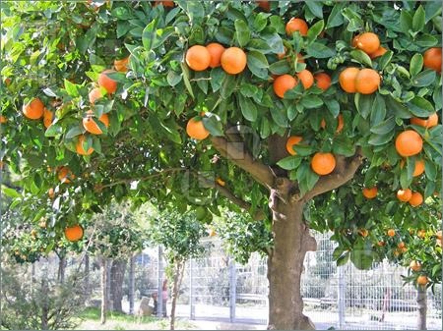 <p>Plants often attract animals using brightly coloured fruit that tastes good.</p>