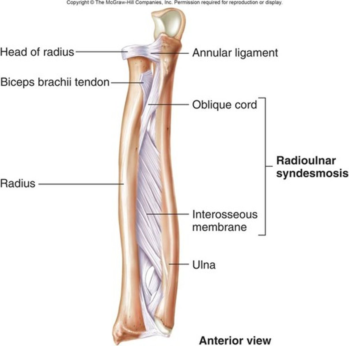 <p>interosseous membrane.</p>