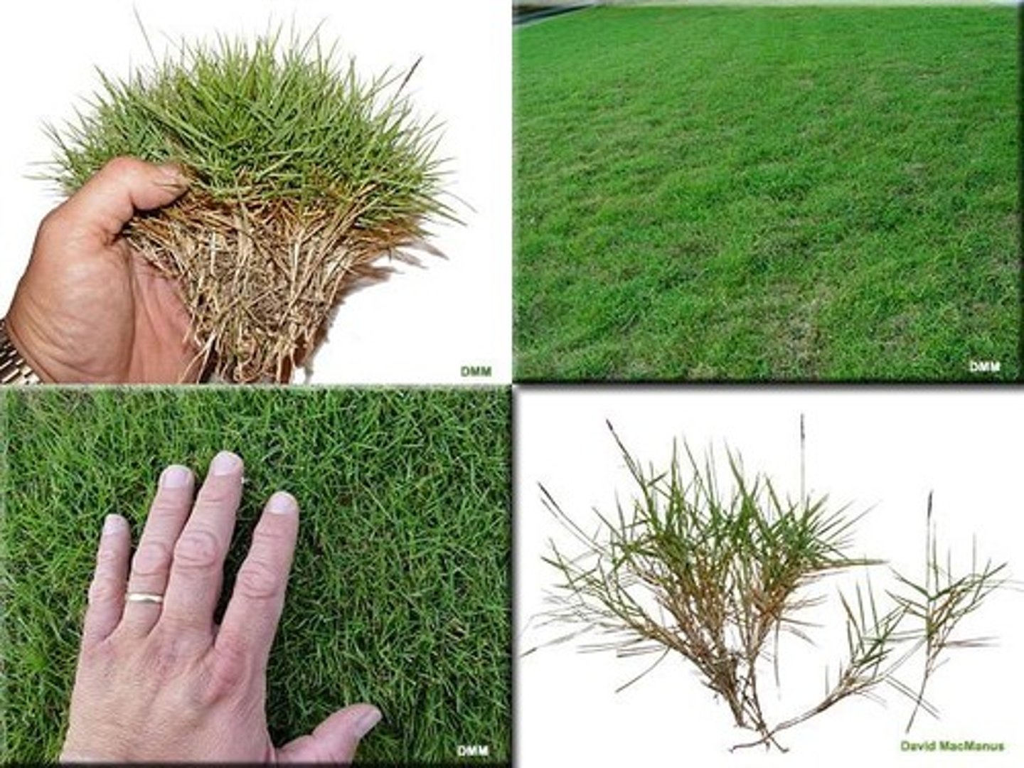<p>Zoysia</p>