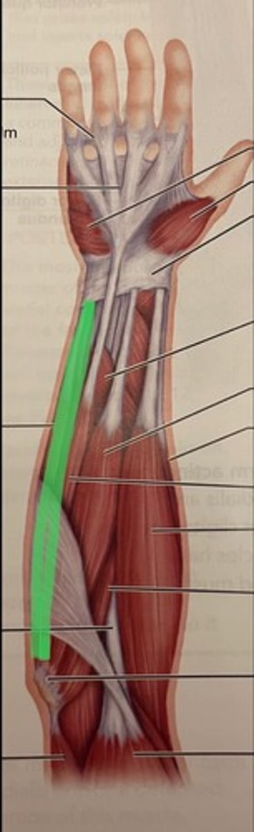 <p>O: medial epicondyle of humerus</p><p>I: base of metacarpal V</p><p>A: flexes wrist; adducts wrist</p>