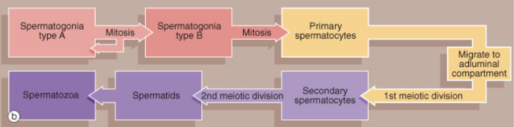 spermatogonia type A 
=> mitosis
spermatogonia type B
=> mitosis
primary spermatocytes
=> migration to adluminal compartment
=> meiosis I
secondary spermatocytes
=> meiosis II
spermatids
spermatozoa