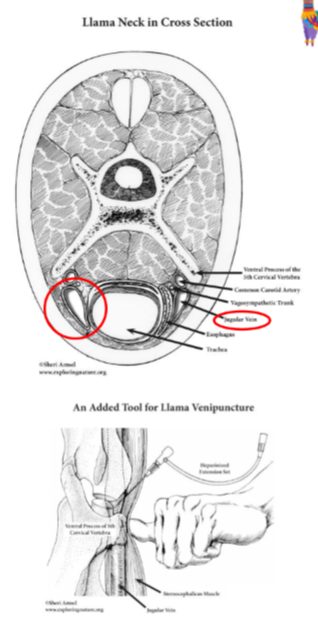 <ul><li><p>1st site: cranial portion of the neck at the level of the mandible </p></li><li><p>skin very thick, need a longer needle, good restraint. more superficial and not as close to the carotid artery.</p></li><li><p>Jugular vein - not as superficial compared to other farmed species. needle 1.5inch </p></li><li><p>jugular vein runs medial to the ventral projections of the transverse processes of the cervical vertebra and lateral to the trachea. </p></li><li><p>experienced handler is important- keep the head slightly raised and turned away from the injection site. </p></li><li><p>right jugular is recommended because if this does happen a haematoma is less likely to compress the oesophagus.  </p></li></ul>