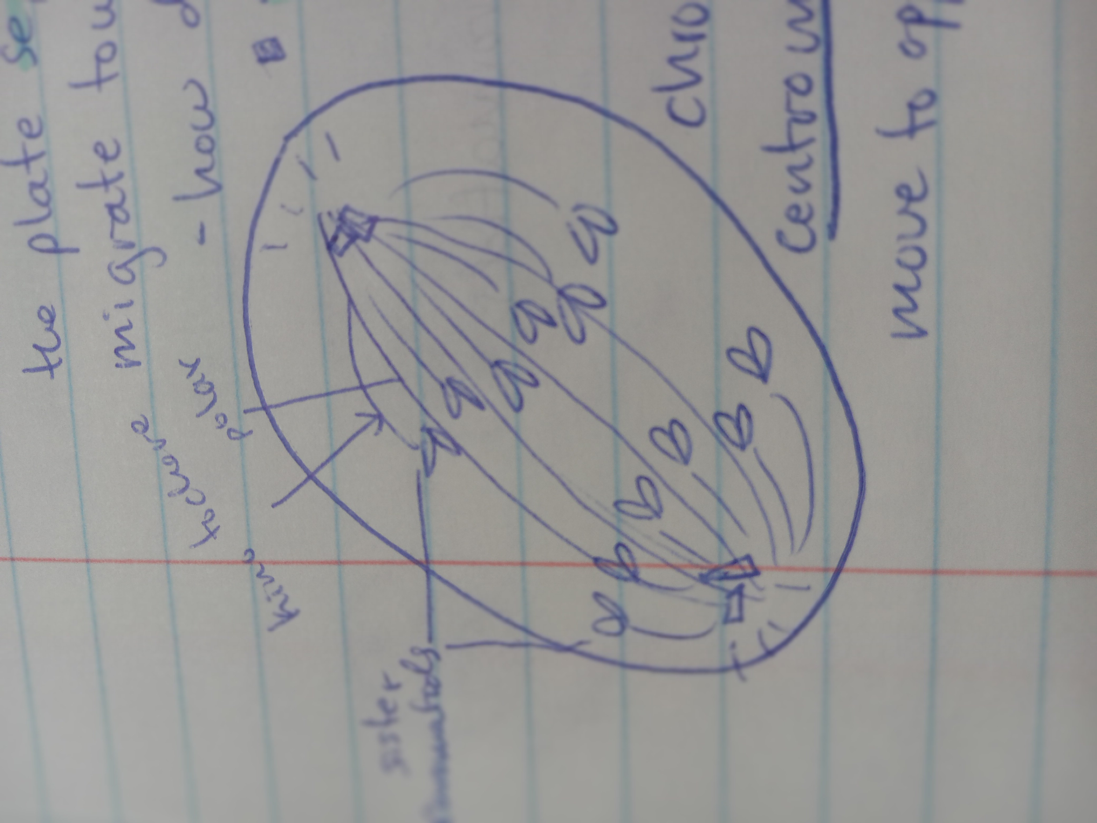 <p>stage of mitosis where the chromosomes separate; no chromosomes left, only chromatids</p>