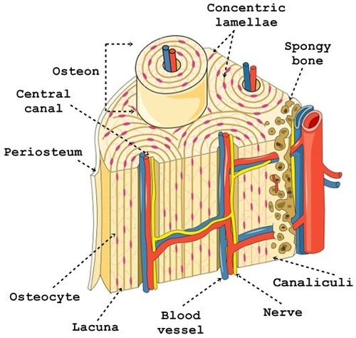 <p>Concentric circles around osteonic canals </p>