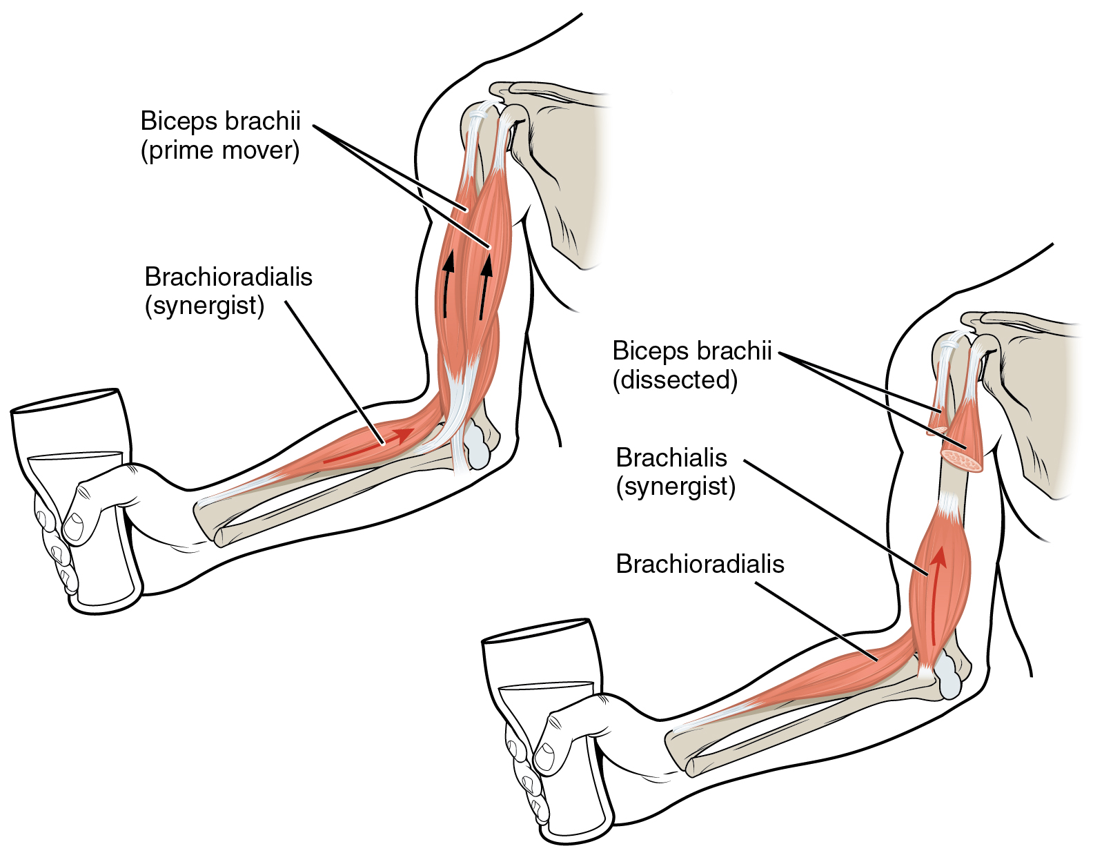 <p><span>A muscle that assists the Agonist or Prime Mover</span></p>
