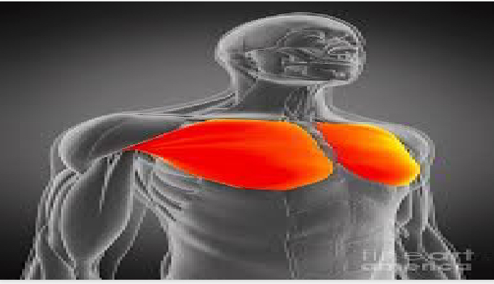<p>upper body </p>