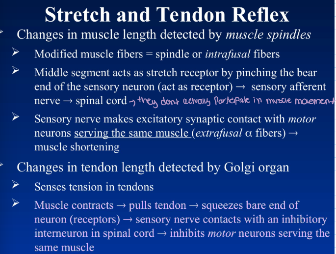<p>changes in muscle length detected by muscle spindles </p>