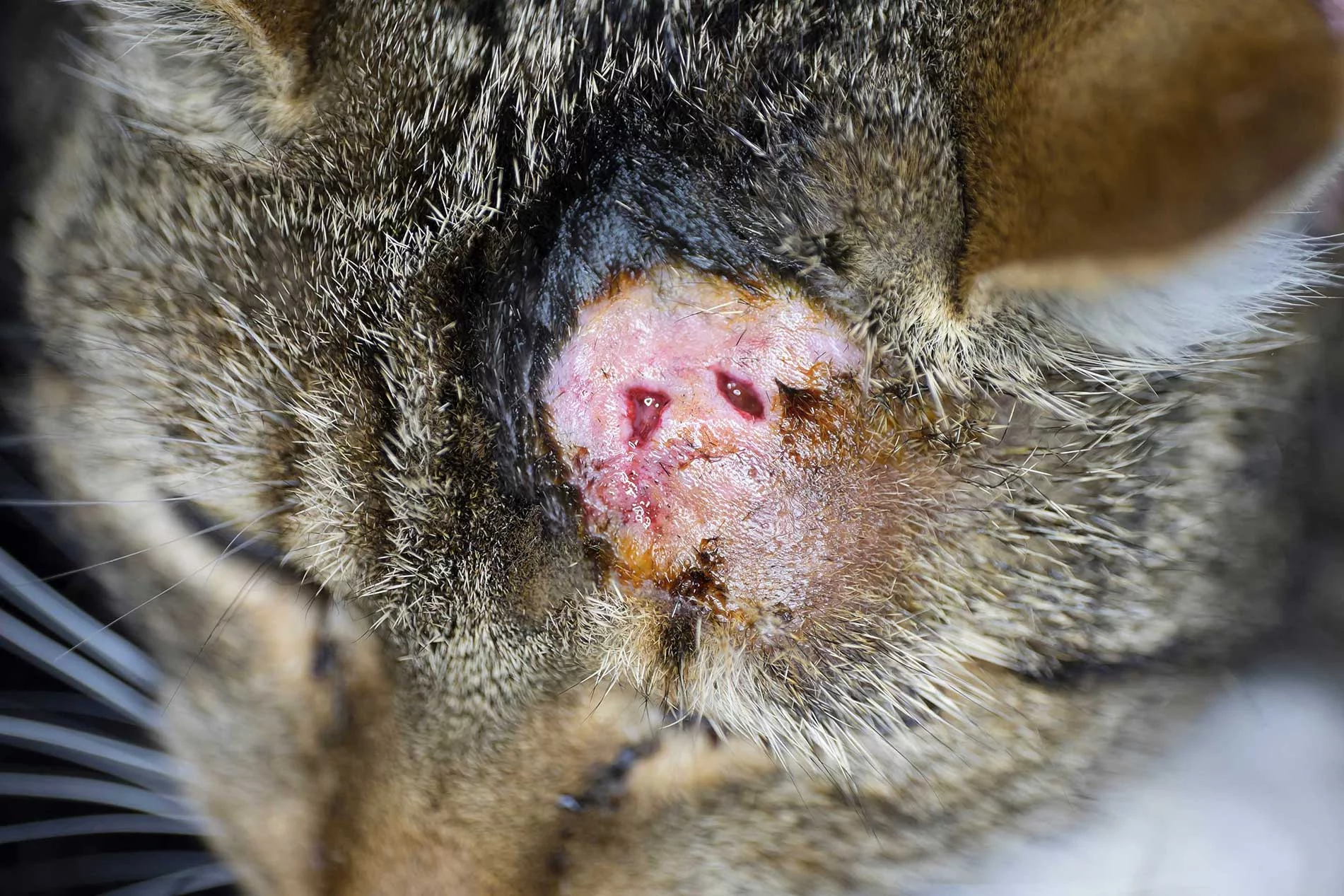 <p>Some cats with FIV develop nonpruritic, generalised, papulocrustous lesions with concurrent alopecia and scaling, which are most severe on the head and limbs.</p><p>Abscesses, skin and ear bacterial infections, and mycotic infections.</p>
