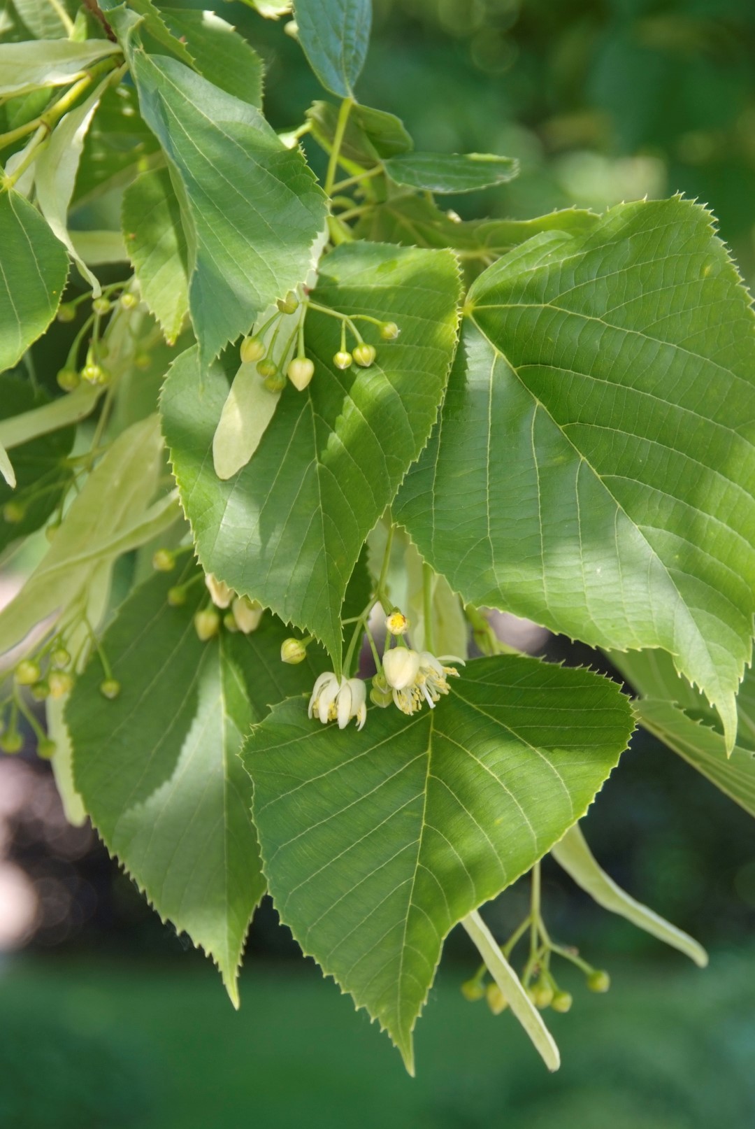 <p>American Basswood</p>