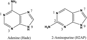 <p><strong>1. Base Analogs (5-bromouracil, 2-aminopurine)</strong> <strong>WHY they cause mutations</strong></p><p>Base analogs <strong>look like normal bases</strong>, so DNA polymerase <u>mistakenly i</u>ncorporates them into DNA.</p><p>But—they have <strong>abnormal tautomeric forms</strong> and <strong>abnormal pairing behavior</strong>, so they <strong>mispair</strong>.</p><p><strong>Examples</strong></p><ul><li><p><strong>5-bromouracil </strong>looks like <strong>thymine (both are pyramidines)</strong> → 5-bromouracil <u>pairs with A</u><br>But in rare form pairs with <strong>G</strong><br>→ causes <strong>T </strong><span>↔</span><strong> C transitions</strong></p></li><li><p><strong>2-aminopurine </strong>looks like <strong>adenine (both are purines</strong>) <br>Can pair with <strong>T</strong> or <strong>C</strong><br>→ causes <strong>A </strong><span>↔</span><strong> G transitions</strong></p></li></ul><p></p><p><strong>Base analogs</strong> get inserted <strong>normally</strong> but<strong> pair incorrectly</strong>→ <strong>mispairing → point mutations.</strong></p><p></p>
