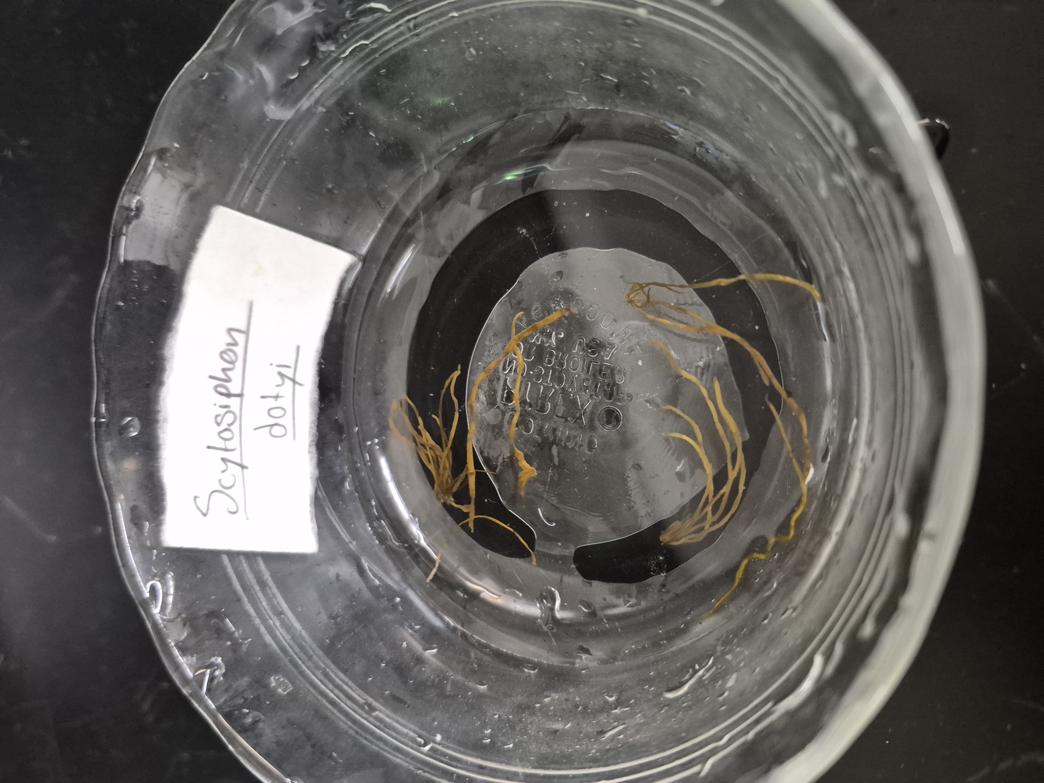 <p>Scytosiphon </p>