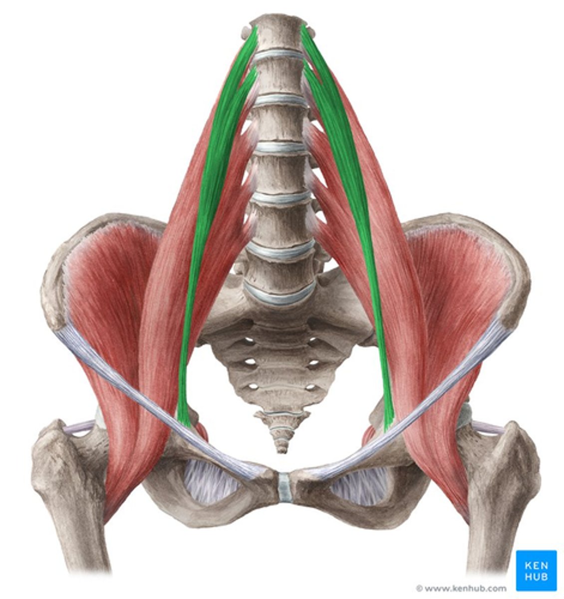 <p>Body and transverse process of the first lumbar vertebra</p>