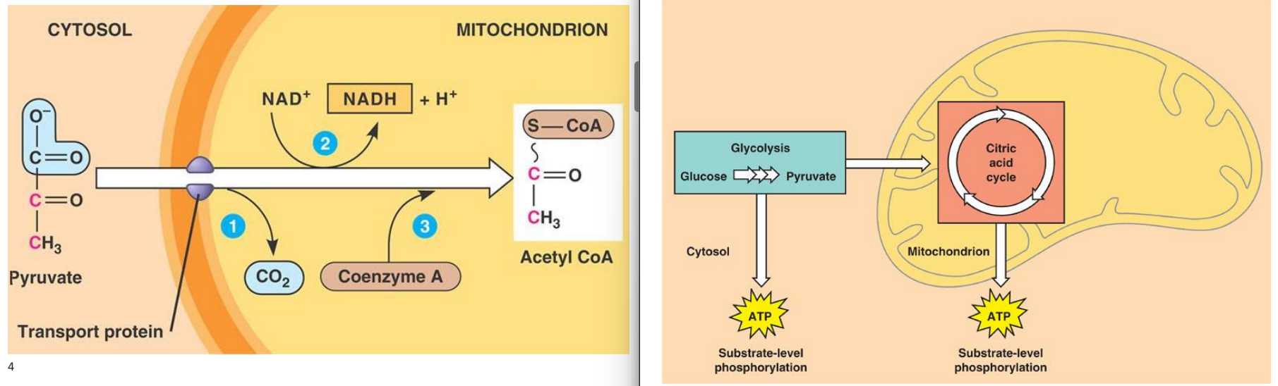 <p>pyruvate oxidation overview</p>