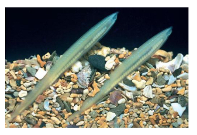 <p>What are the characteristics of the subphylum Cephalochordata</p>