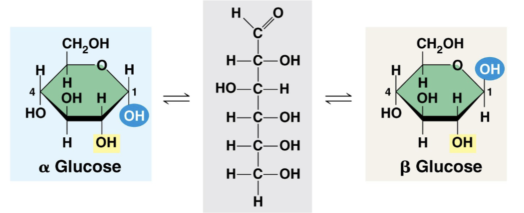 <ul><li><p>sugars or polymers of sugars</p></li><li><p>monosaccharide</p><ul><li><p>sugar monomer</p></li><li><p>monomers from which carbs are built</p></li></ul></li><li><p>structure</p><ul><li><p>carbon chains with attached:</p><ul><li><p>hydroxyl groups</p><ul><li><p>oxygen hydrogen</p></li></ul></li><li><p>one carbonyl group</p><ul><li><p>carbon double bonded to an oxygen</p></li></ul></li></ul></li><li><p>3-7 carbons in the chain</p><ul><li><p>most commonly 5 or 6 carbons</p></li></ul></li><li><p>Multiples of CH2O</p><ul><li><p>ribose</p><ul><li><p>C5H10O5</p></li></ul></li><li><p>glucose</p><ul><li><p>C6H12O6</p></li><li><p>most common monosaccharide</p></li></ul></li></ul></li><li><p>when glucose forms a ring, hyroxyl group on first carbon located either below (α) or above (β) the ring</p></li><li><p>for every C, twice as many H’s and the same number of o’s</p></li><li><p></p></li></ul></li><li><p></p></li></ul>