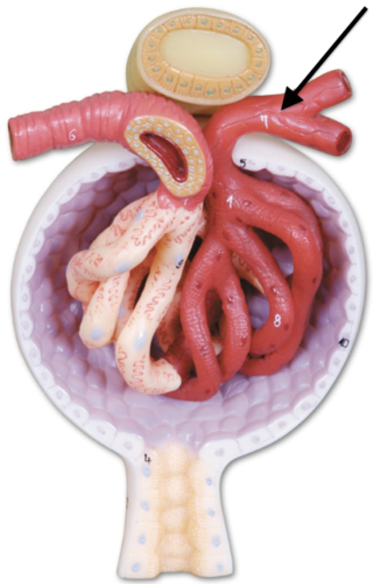 <p>-the arteriole exiting the glomerulus</p><p>-the smaller diameter of the efferent arteriole resists a steady flow of blood, increasing he blood pressure w/i the glomerulus, which assists in "pushing" the blood components</p>