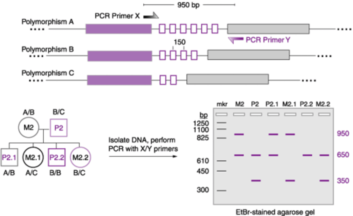 <p>minisatellite; 1-9 nucleotides</p><p>flanked at both ends (5' and 3') by unique sequences</p>