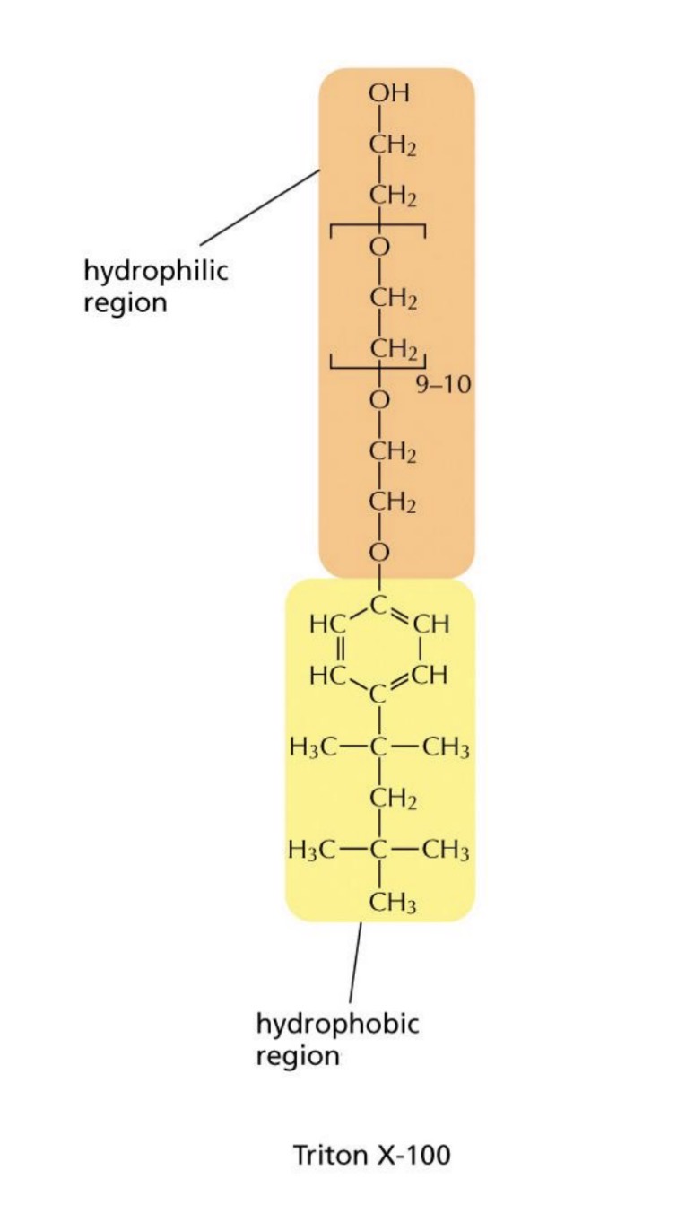 <p>Techniques: Extraction of membrane proteins</p>