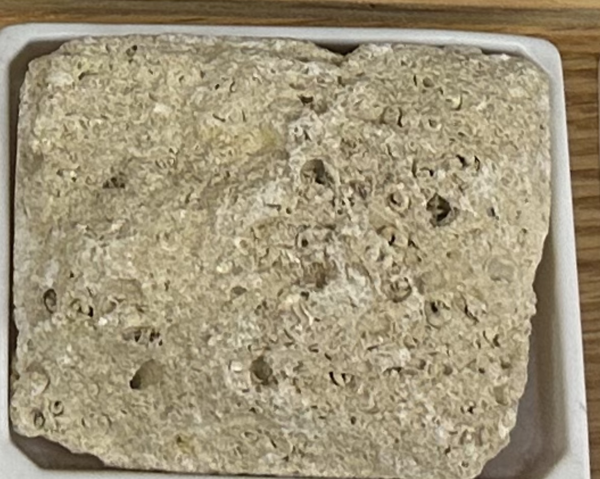<p><strong><u>CHEMICAL/BIOCHEM:</u></strong></p><p><strong>GRAIN:</strong></p><p>size— crystalline to micro-crystalline, shape— coarse fossils, sorting— poorly-sorted</p><p><strong>ENVIRONMENT:</strong> marine (shallow reef)</p><p><strong>HCI: </strong>reaction</p><p><strong>CEMENT:</strong> well-cemented</p><p><strong>POROUS:</strong> yes</p><p><strong>MINERAL(S): </strong>calcite<br><strong>OTHER:</strong> fossils present</p>