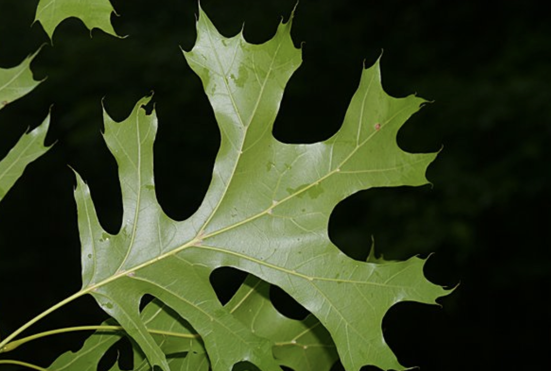 <p><em>Quercus shumardii</em></p><p>Fagaceae</p>