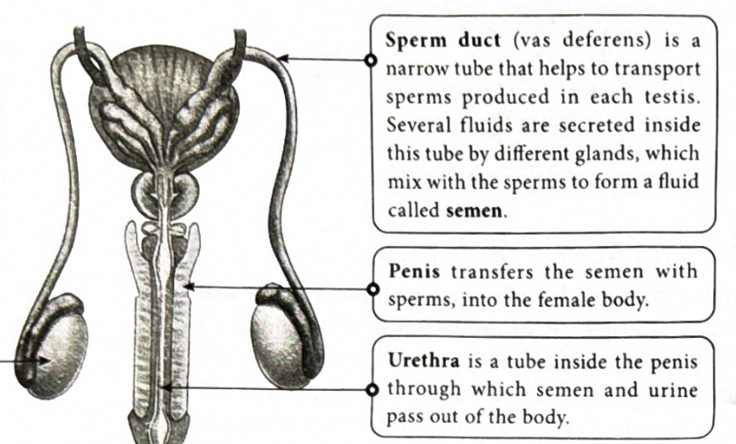 <p>It transfers the semen with sperm present into the females body</p>