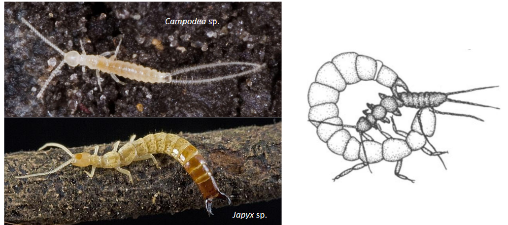 <p>Japygoidea: Predatory, forceps </p><p></p><p>Campodeoidea: eat fungi hyphen, detritus and carrion</p>