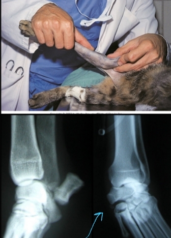 <p><span style="background-color: transparent;"><strong><span>Collateral Ligament Injury</span></strong></span></p>