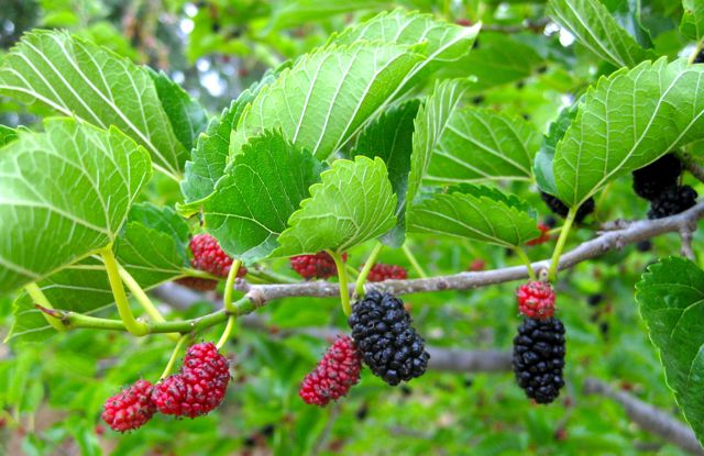 <p>red mulberry, Morus rubra (Moraceae)</p>