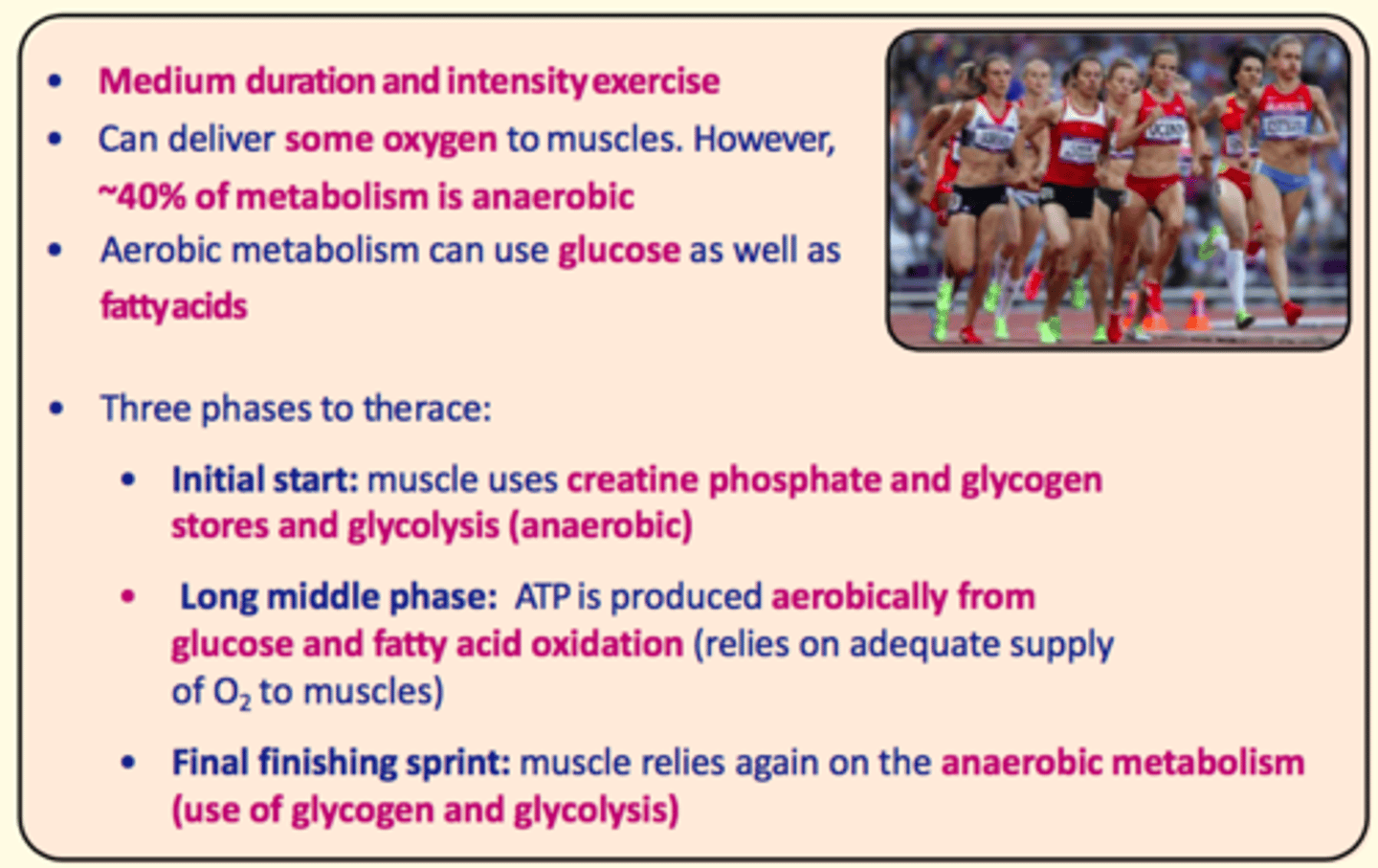 <p>Medium duration, medium intensity </p><p>~40% of metabolism is anaerobic </p><p>Remaining is aerobic via glucose and FA metabolism</p>