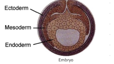 <p>Skin and glands</p>