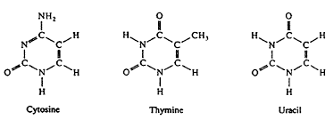 <p>One of two types of nitrogenous bases found in nucleotides, characterized by a six-membered ring. Cytosine (C), Thymine (T), and Uracil (U) are pyrimidines. </p>