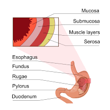 <p>What is the mucosa?</p>