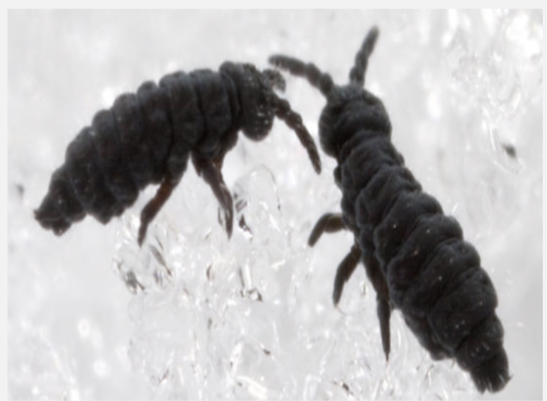 <p>Known as springtails for the ability to</p><p>propel themselves </p><p>• Also small (2 – 3 mm)</p><p>• The most diverse of the 3 orders with at</p><p>least 8,000 species and possibly many</p><p>more undescribed</p><p>• Named for collophore organ involved in</p><p>their water balance physiology.</p><p>• Cosmopolitan, including in parts of</p><p>Antarctica</p><p>• Forked abdominal appendage—furcula—</p><p>is used for ”jumping” movements</p>