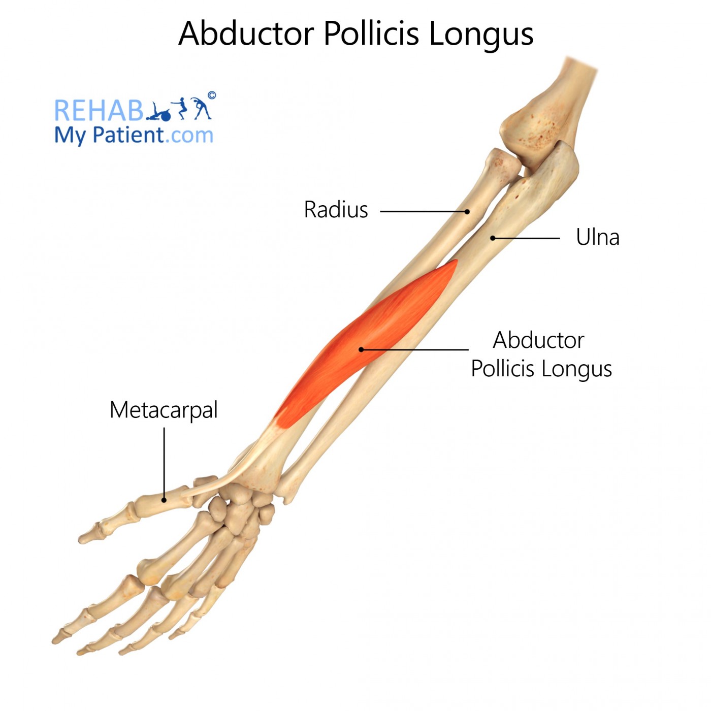 <p>kind of in the middle of radius and ulna</p>