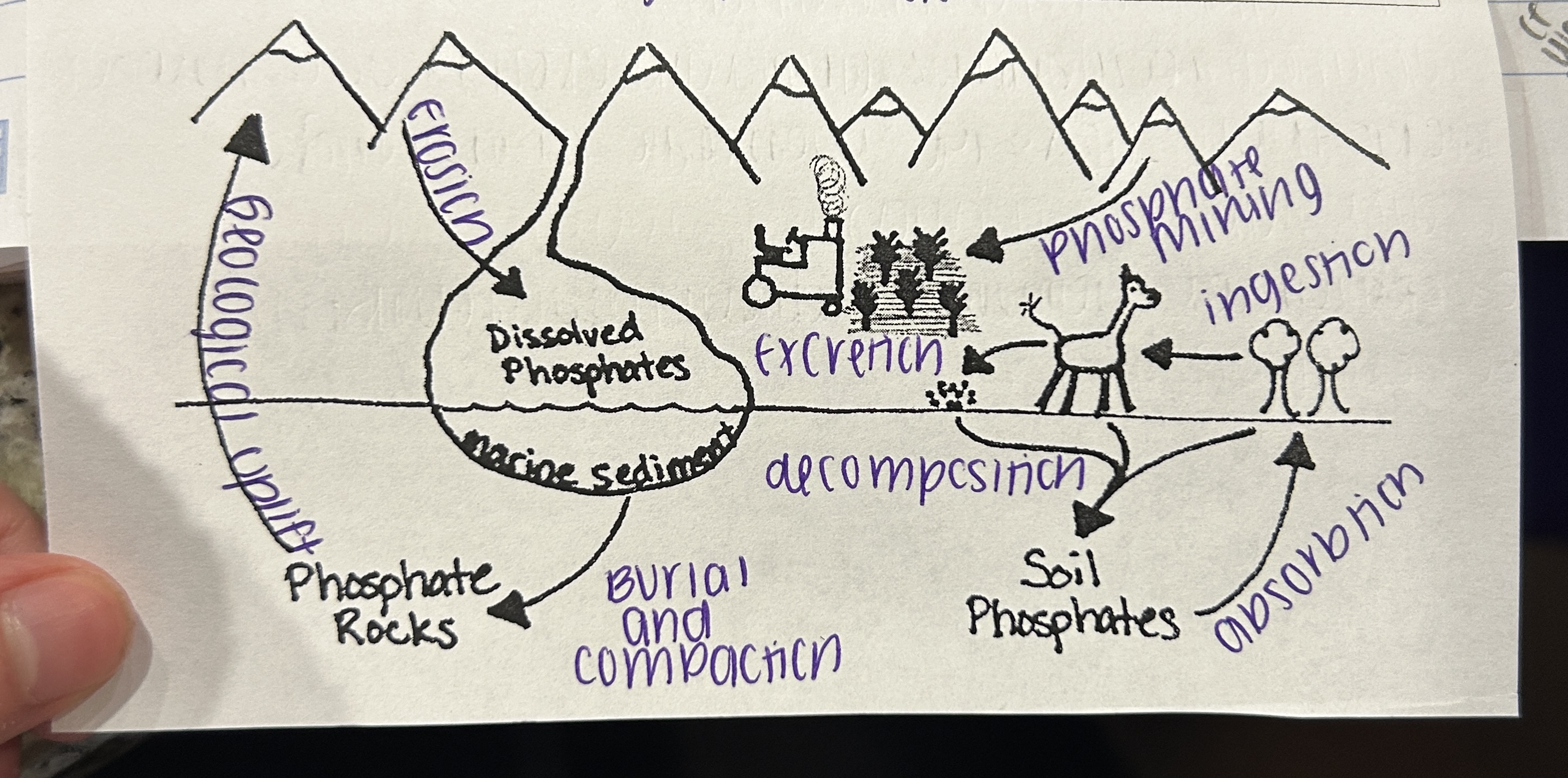 <p>Which cycle is this?</p>