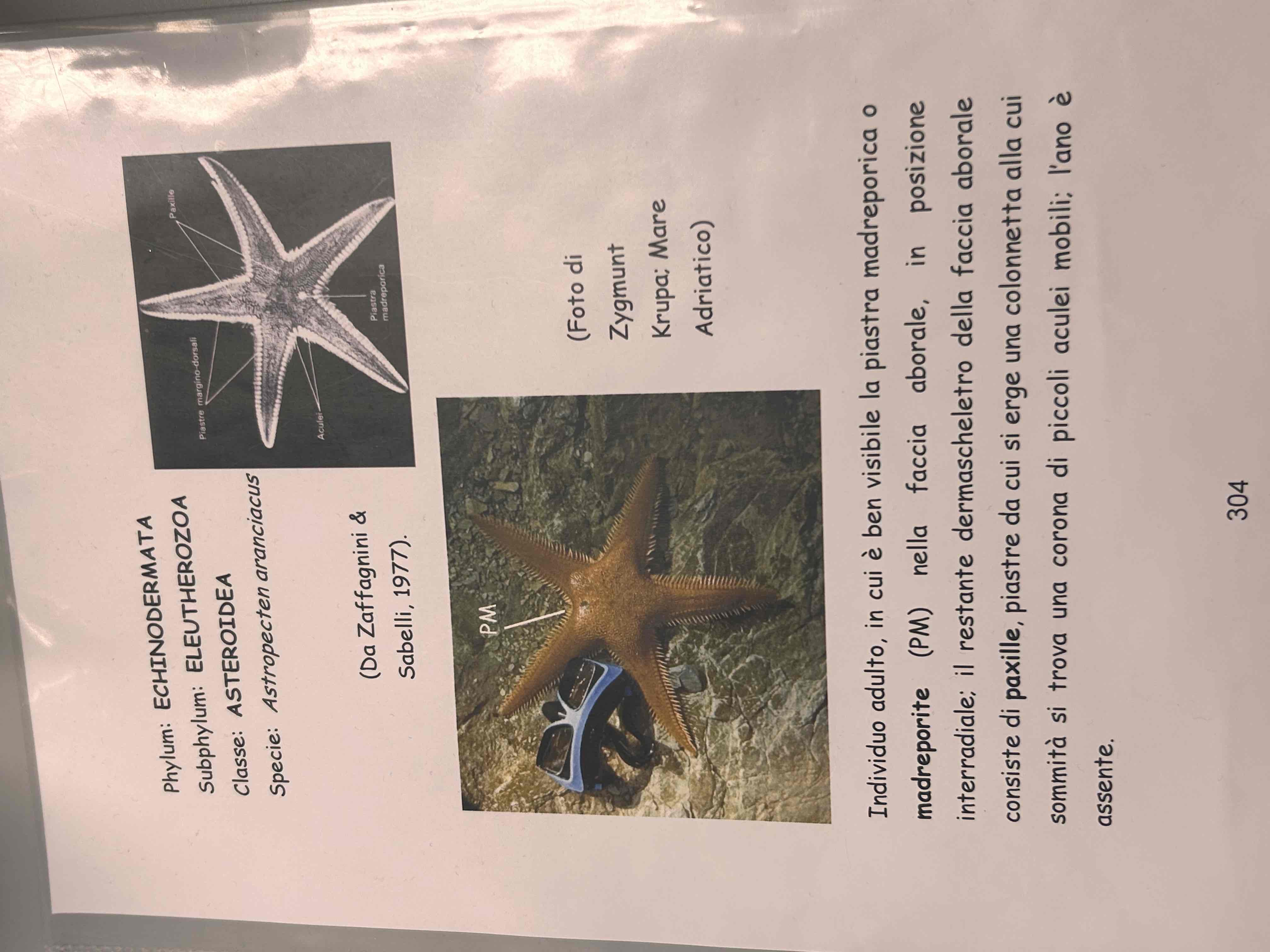 <p>Echinodermata</p><p>Asteroidea</p><p>Astropecten aranciacus</p>