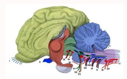<ol><li><p>mesencephalon, midbrain</p></li><li><p>metencephalon, cerebellum and pons</p></li><li><p>myelencephalon (medulla oblongata)</p></li></ol><p></p>