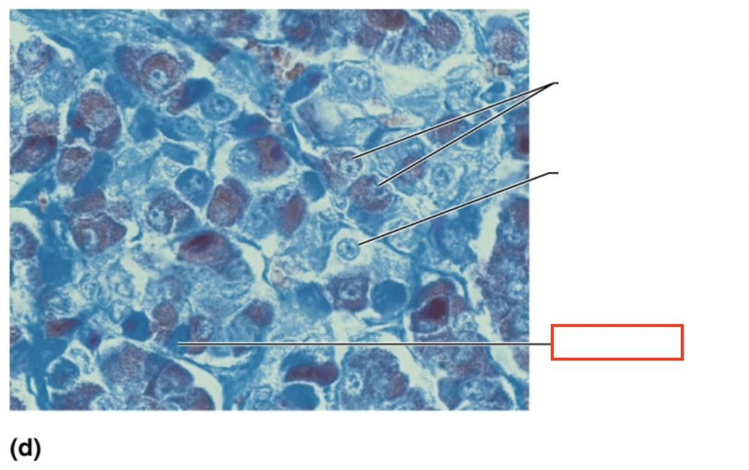 <p>What structure is highlighted?</p>