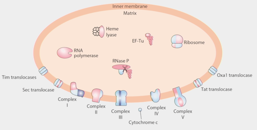 <ul><li><p>built from a <u>combination</u> of nuclear DNA and mtDNA</p><ul><li><p>small % of mitochondrial proteome is built from the mitochondrial genome</p></li></ul></li><li><p><strong>ribosome</strong>: built from some proteins synthesized in cytoplasm and imported, combined w/ locally synthesized proteins</p></li><li><p>several translocases work as channels to bring cytosolic proteins into mitochondrial matrix</p></li></ul><p></p>