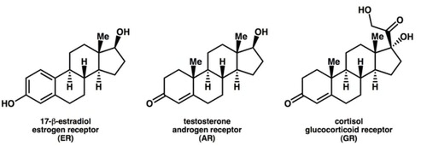 <p>Hormones that can pass through the plasma membrane to bind intracellular receptors, leading to altered gene expression.</p>