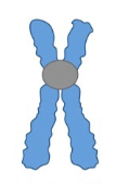 <p>What type of chromosome is this?</p>