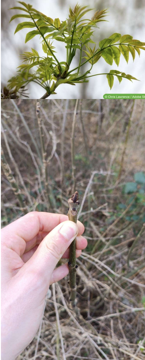 <p>Was ist das für ein Baum</p>