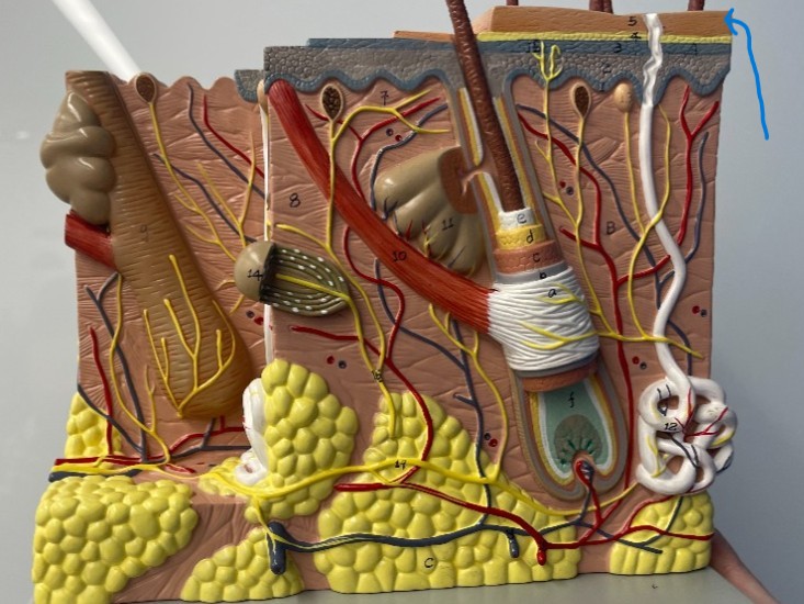 term image