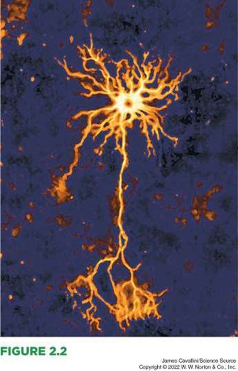 <p>Cells that receive, integrate, and transmit information in the nervous system.</p>