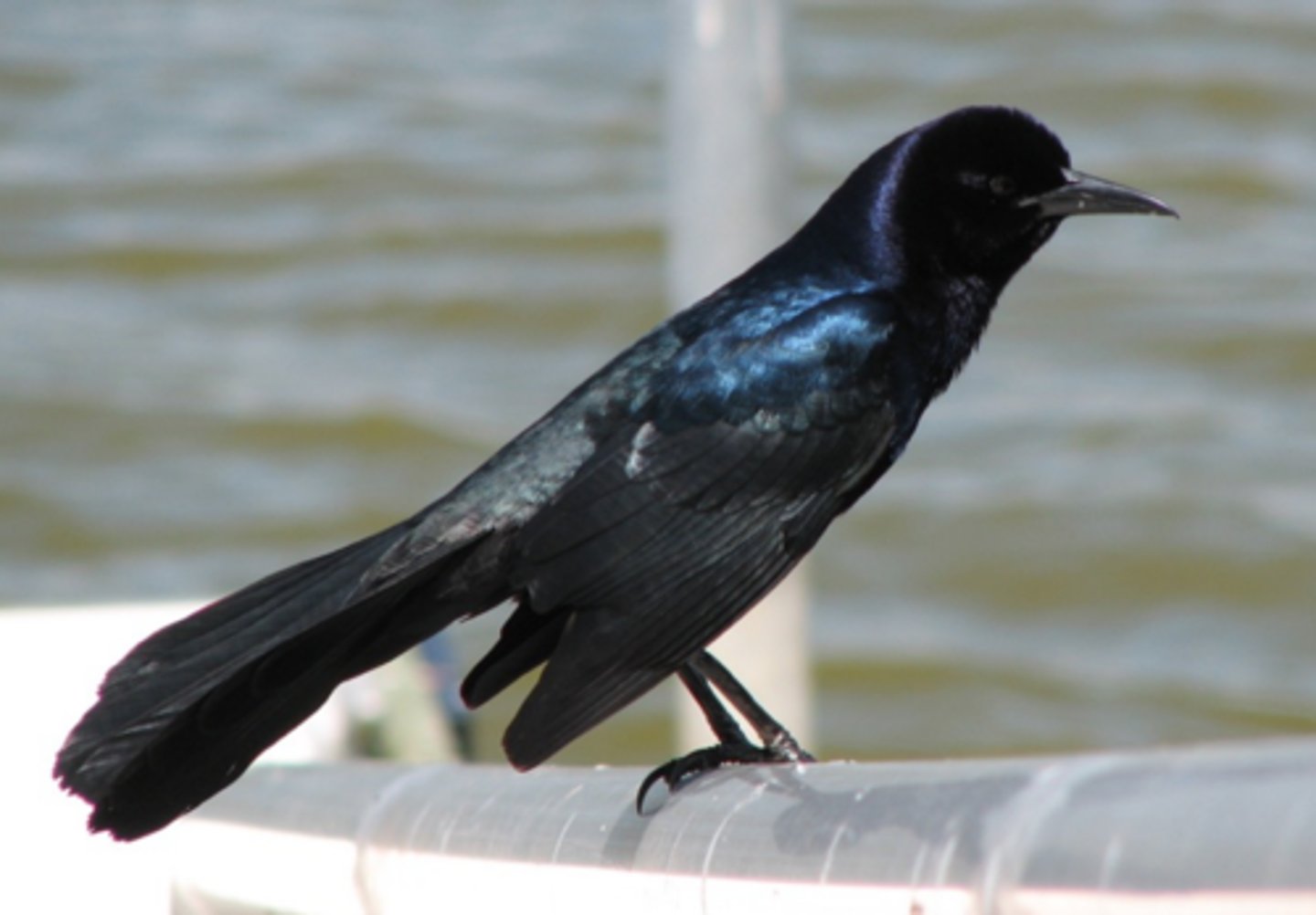 <p>Passeriformes Icteridae</p>