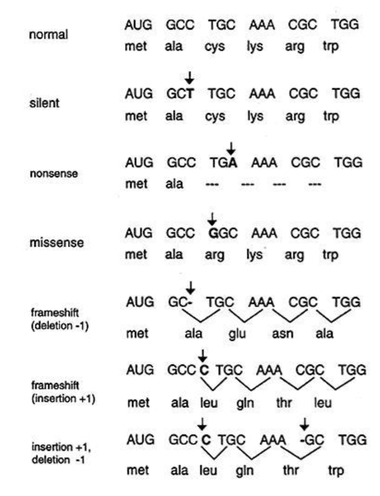 <p>Silent Mutation - Doesn’t impact the encoded protein sequence</p><p>Missense Mutation - Changes the encoded amino acid(may or may not impact)</p><p>Nonsense Mutation - Changes amino acid to stop</p><p>Frameshift - insertion or deletion of a nucleotide will change the codon reading frame(significantly change amino acid)</p>